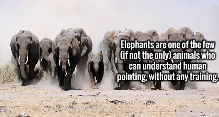 Fascinating Facts That Will Obliterate Your Boredom (19 pics)