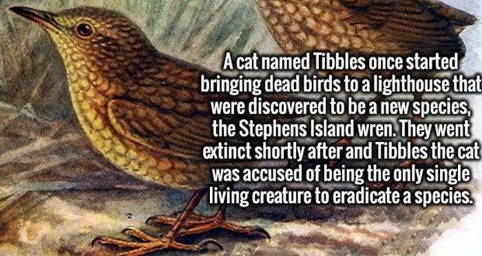 Fascinating Facts That Will Obliterate Your Boredom (19 pics)