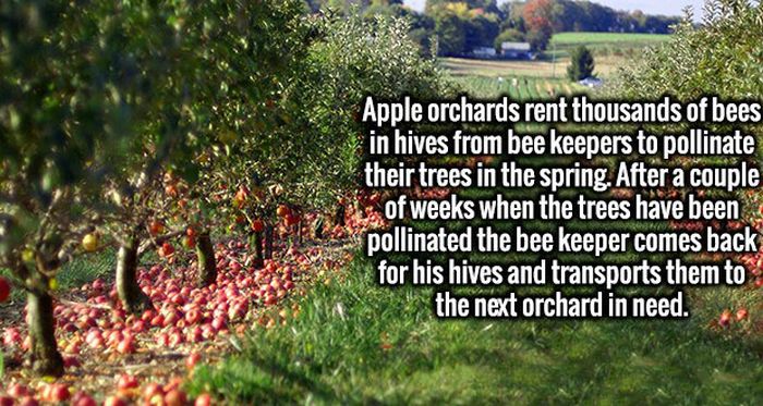 Fascinating Facts That Will Obliterate Your Boredom (19 pics)