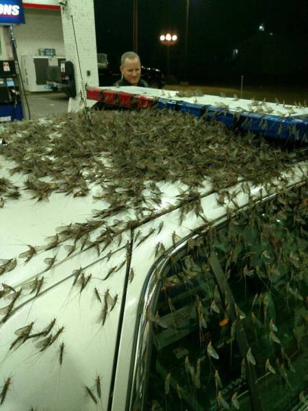 Acid Picdump (122 pics)