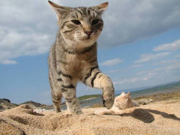 Acid Picdump (122 pics)