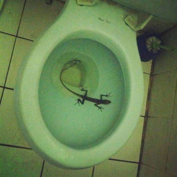 Acid Picdump (122 pics)