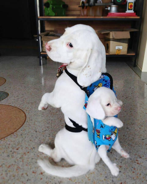 Acid Picdump (122 pics)