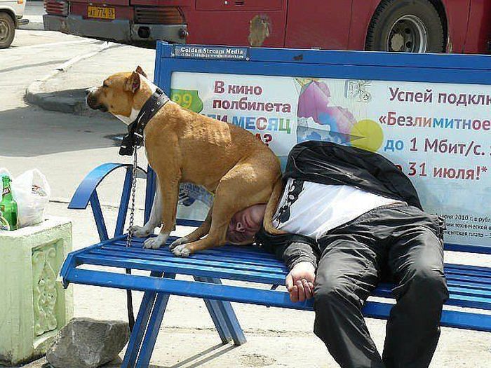 Know Your Role And Don't Forget Who The Boss Is (37 pics)