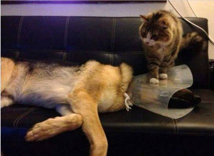 Know Your Role And Don't Forget Who The Boss Is (37 pics)