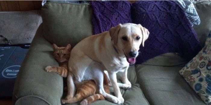 Know Your Role And Don't Forget Who The Boss Is (37 pics)