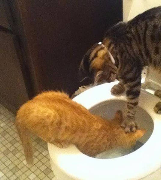 Know Your Role And Don't Forget Who The Boss Is (37 pics)