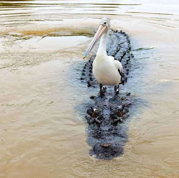 Know Your Role And Don't Forget Who The Boss Is (37 pics)