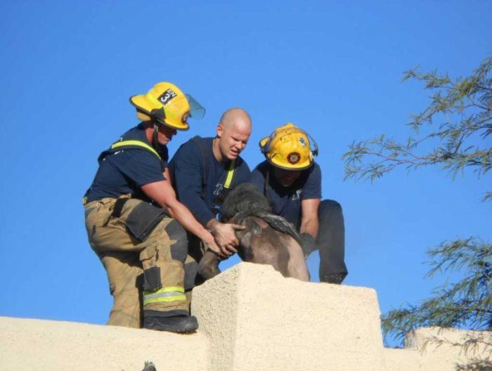 Guy Gets Pulled Out Of Chimney After Forgetting His Keys (4 pics)