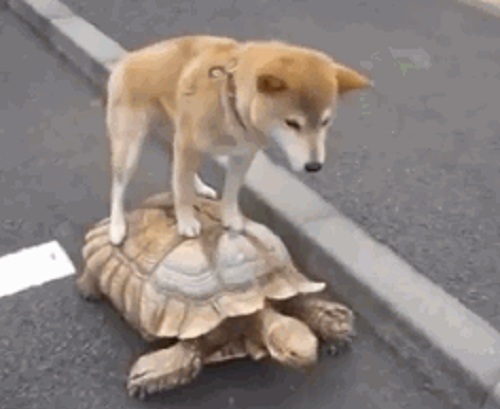 Acid Gifdump, October 20, 2016 (25 gifs)