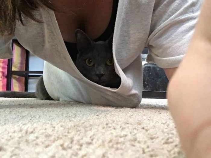 These Cats Just Can't Stop Peeping (24 pics)