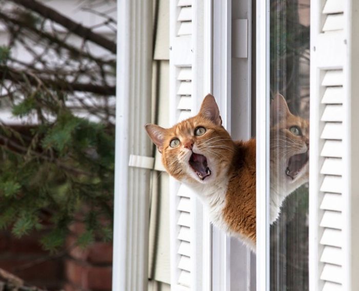 These Cats Just Can't Stop Peeping (24 pics)