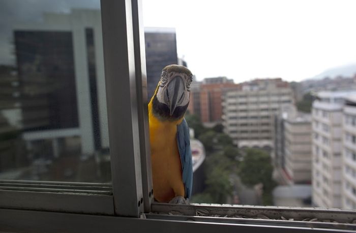 In Venezuela Parrots Are As Common A Pigeons (6 pics)