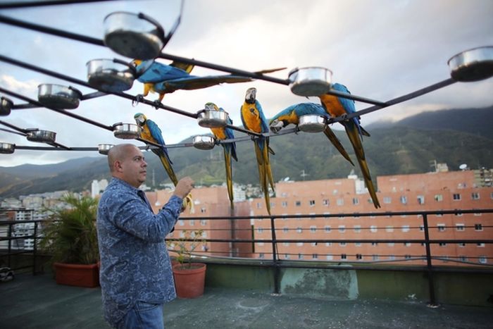In Venezuela Parrots Are As Common A Pigeons (6 pics)