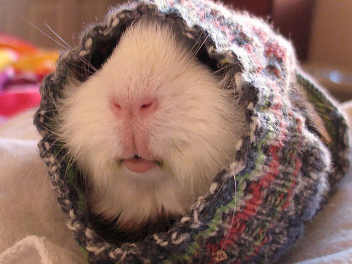Heartwarming Photos Of Adorable Tiny Animals In Tiny Sweaters (36 pics)