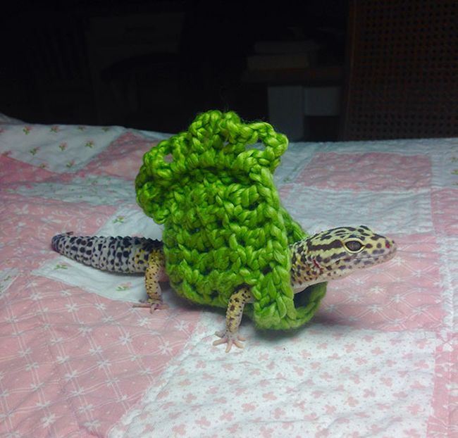 Heartwarming Photos Of Adorable Tiny Animals In Tiny Sweaters (36 pics)