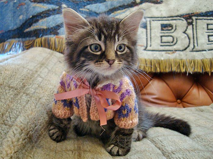 Heartwarming Photos Of Adorable Tiny Animals In Tiny Sweaters (36 pics)