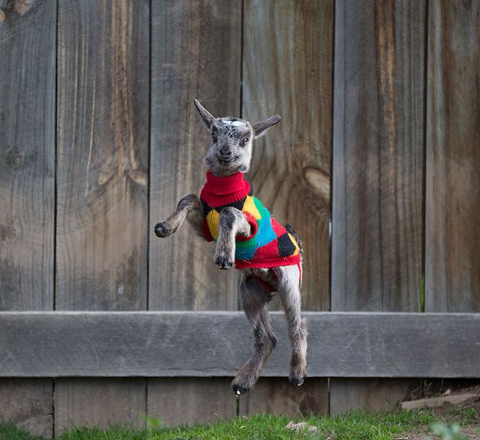 Heartwarming Photos Of Adorable Tiny Animals In Tiny Sweaters (36 pics)