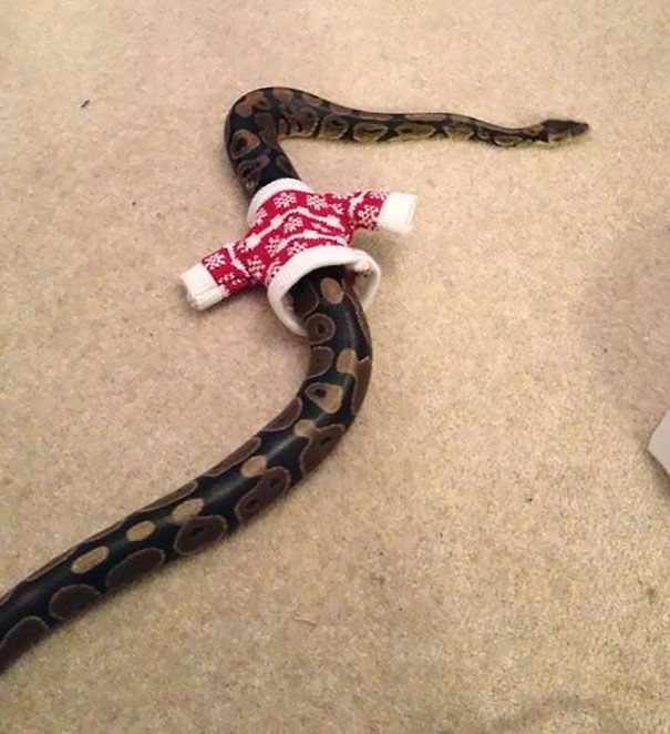 Heartwarming Photos Of Adorable Tiny Animals In Tiny Sweaters (36 pics)