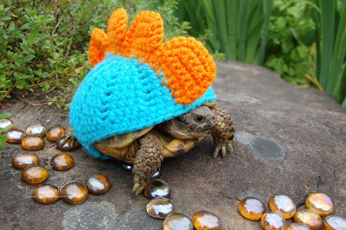 Heartwarming Photos Of Adorable Tiny Animals In Tiny Sweaters (36 pics)