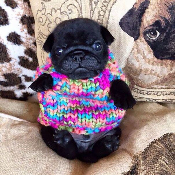 Heartwarming Photos Of Adorable Tiny Animals In Tiny Sweaters (36 pics)