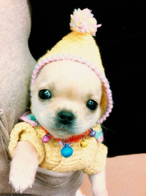 Heartwarming Photos Of Adorable Tiny Animals In Tiny Sweaters (36 pics)