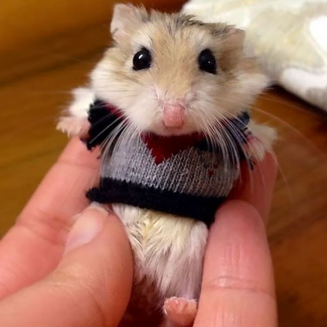 Heartwarming Photos Of Adorable Tiny Animals In Tiny Sweaters (36 pics)