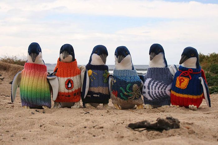 Heartwarming Photos Of Adorable Tiny Animals In Tiny Sweaters (36 pics)