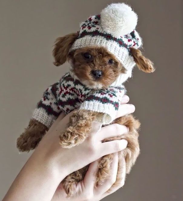 Heartwarming Photos Of Adorable Tiny Animals In Tiny Sweaters (36 pics)