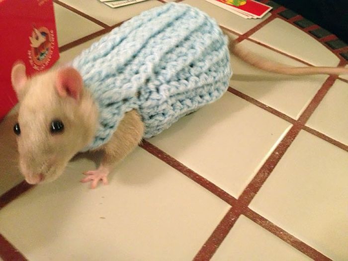 Heartwarming Photos Of Adorable Tiny Animals In Tiny Sweaters (36 pics)