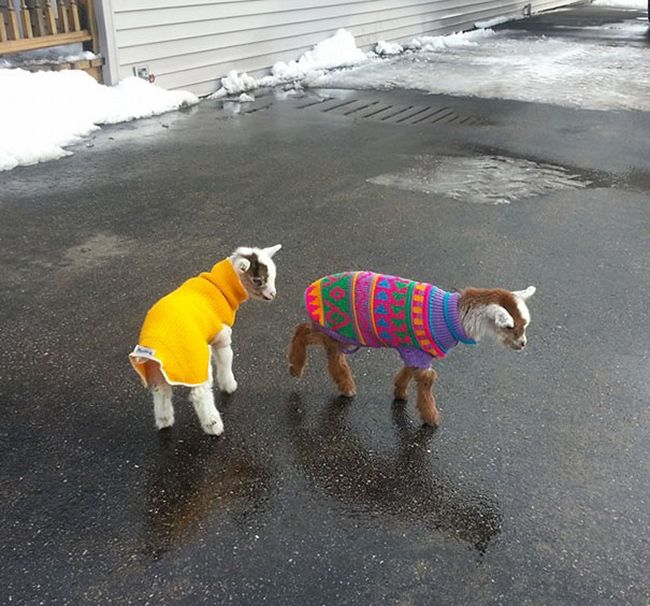 Heartwarming Photos Of Adorable Tiny Animals In Tiny Sweaters (36 pics)