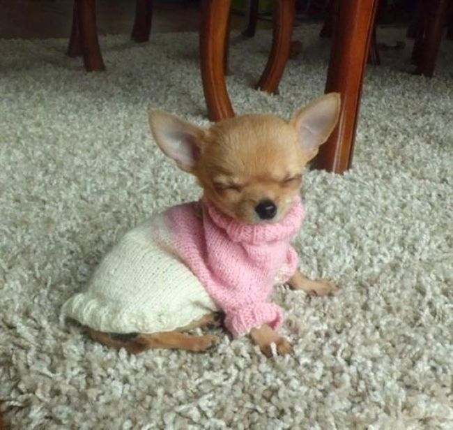 Heartwarming Photos Of Adorable Tiny Animals In Tiny Sweaters (36 pics)