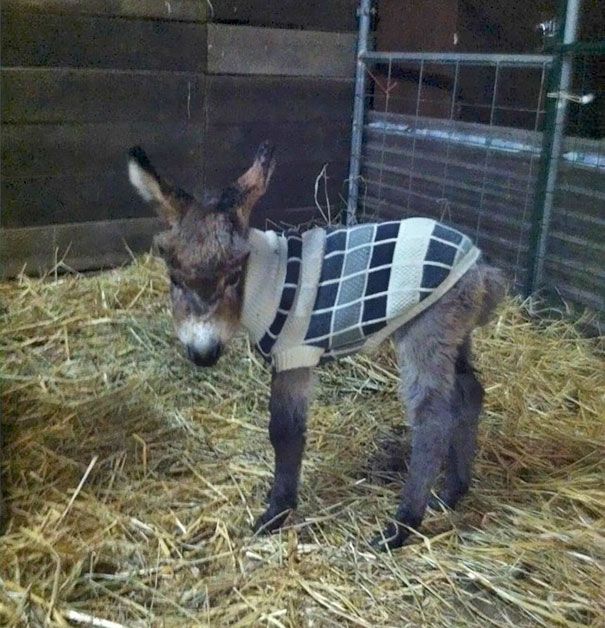 Heartwarming Photos Of Adorable Tiny Animals In Tiny Sweaters (36 pics)