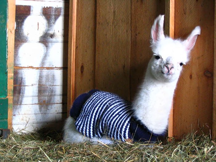Heartwarming Photos Of Adorable Tiny Animals In Tiny Sweaters (36 pics)