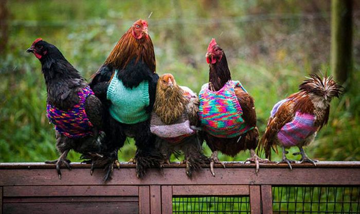 Heartwarming Photos Of Adorable Tiny Animals In Tiny Sweaters (36 pics)