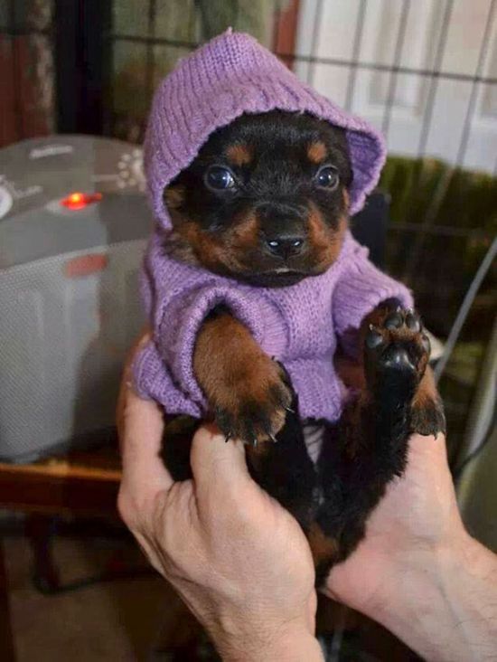 Heartwarming Photos Of Adorable Tiny Animals In Tiny Sweaters (36 pics)