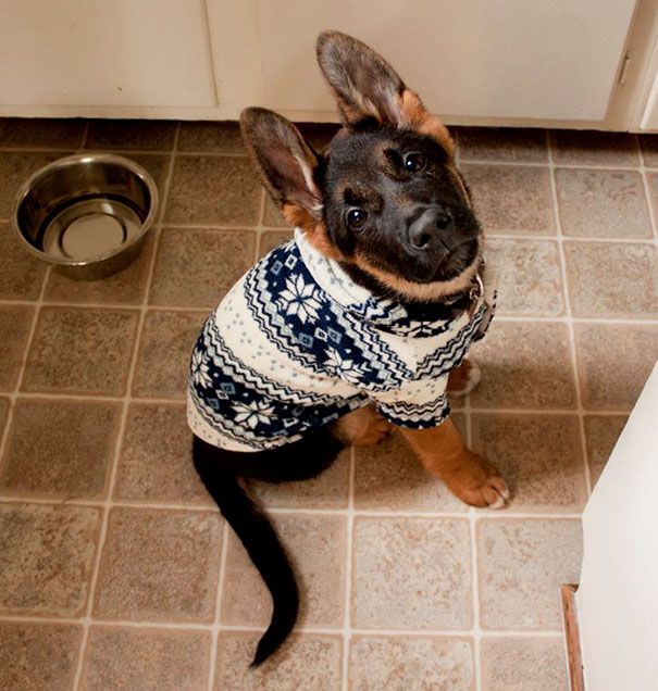 Heartwarming Photos Of Adorable Tiny Animals In Tiny Sweaters (36 pics)