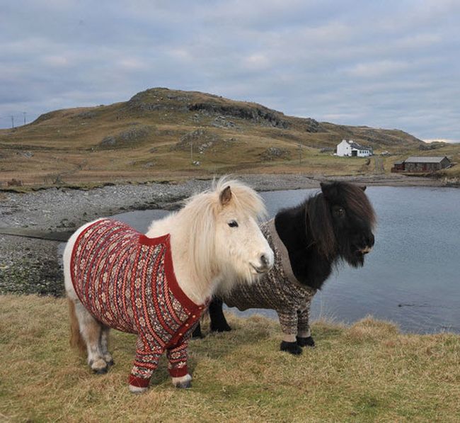 Heartwarming Photos Of Adorable Tiny Animals In Tiny Sweaters (36 pics)