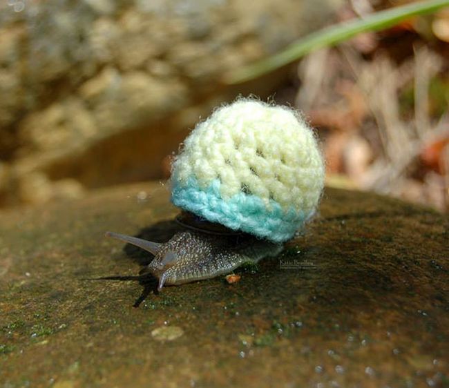 Heartwarming Photos Of Adorable Tiny Animals In Tiny Sweaters (36 pics)