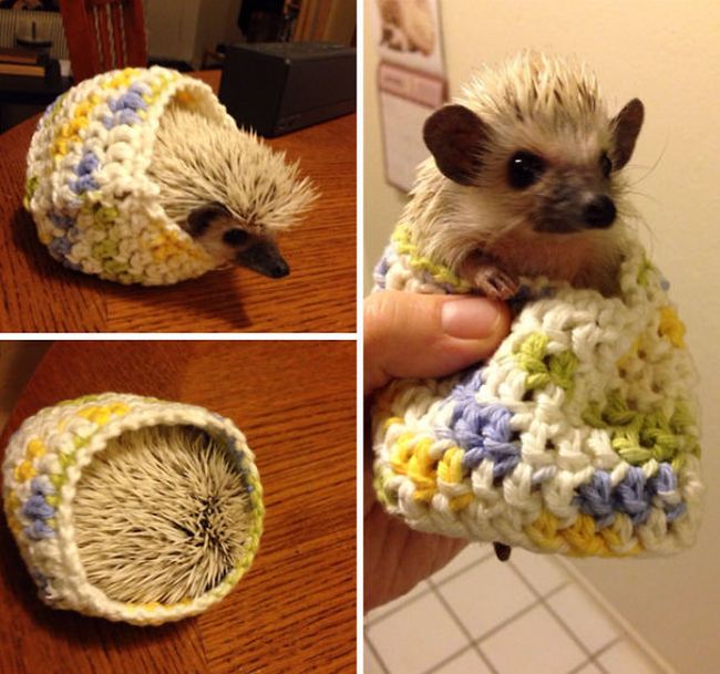 Heartwarming Photos Of Adorable Tiny Animals In Tiny Sweaters (36 pics)