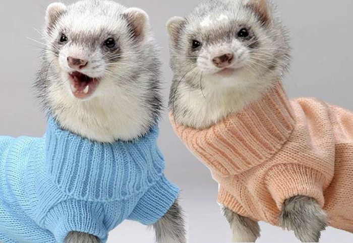 Heartwarming Photos Of Adorable Tiny Animals In Tiny Sweaters (36 pics)