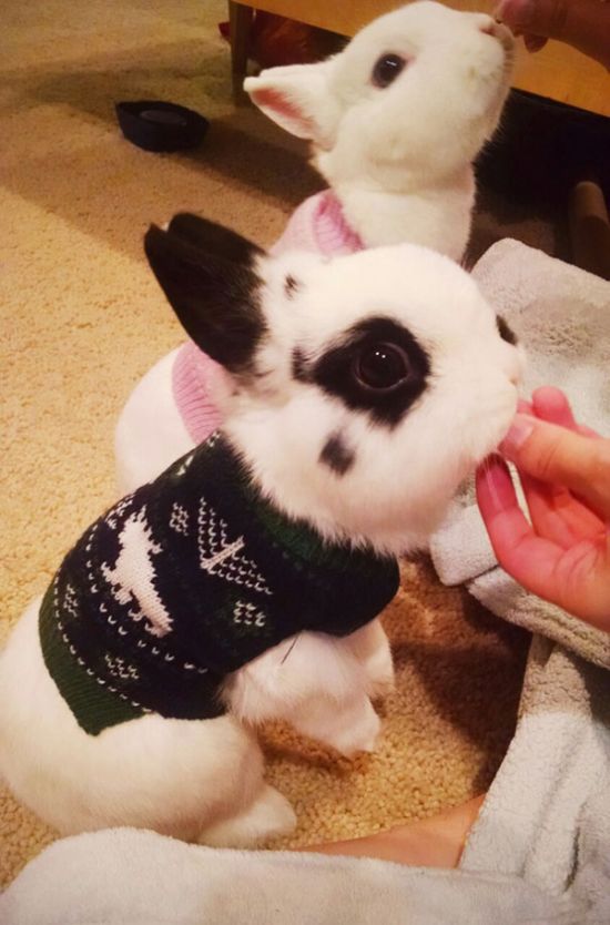 Heartwarming Photos Of Adorable Tiny Animals In Tiny Sweaters (36 pics)