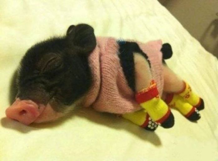 Heartwarming Photos Of Adorable Tiny Animals In Tiny Sweaters (36 pics)