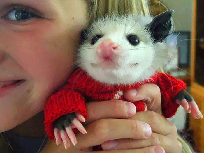 Heartwarming Photos Of Adorable Tiny Animals In Tiny Sweaters (36 pics)