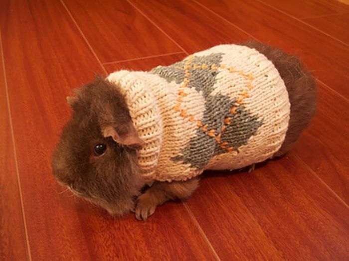Heartwarming Photos Of Adorable Tiny Animals In Tiny Sweaters (36 pics)