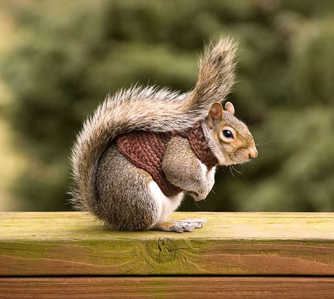 Heartwarming Photos Of Adorable Tiny Animals In Tiny Sweaters (36 pics)