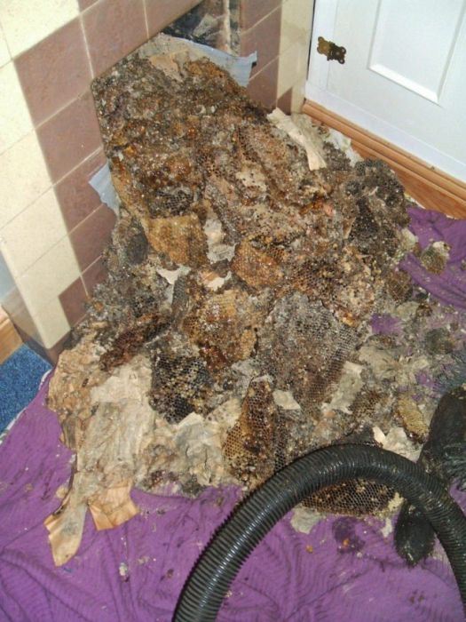 Having A Beehive In Your Chimney Is A Very Bad Time (5 pics)