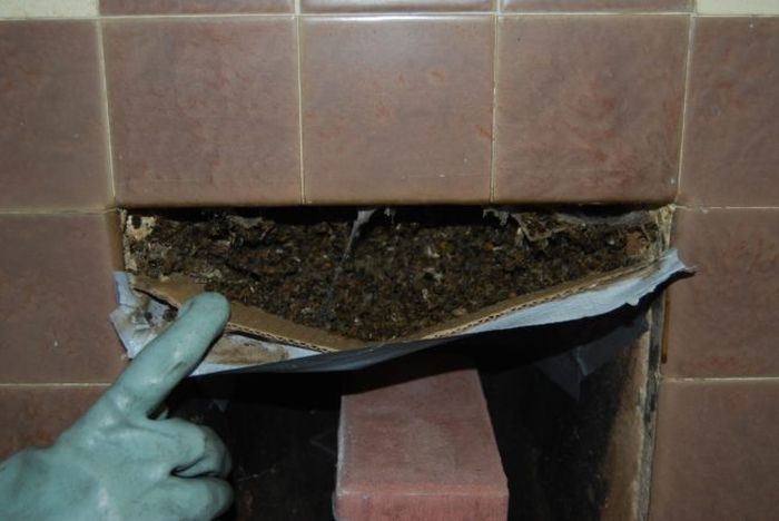 Having A Beehive In Your Chimney Is A Very Bad Time (5 pics)