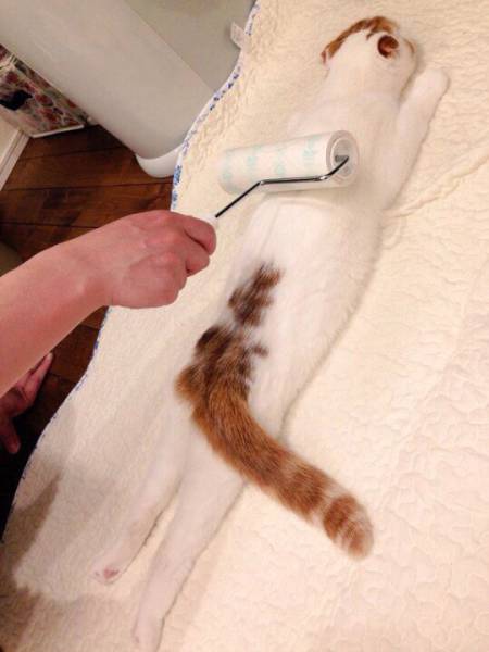 Acid Picdump (98 pics)