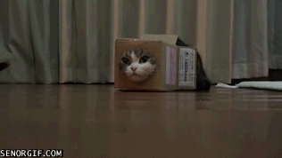 Acid Gifdump, October 24, 2016 (25 gifs)